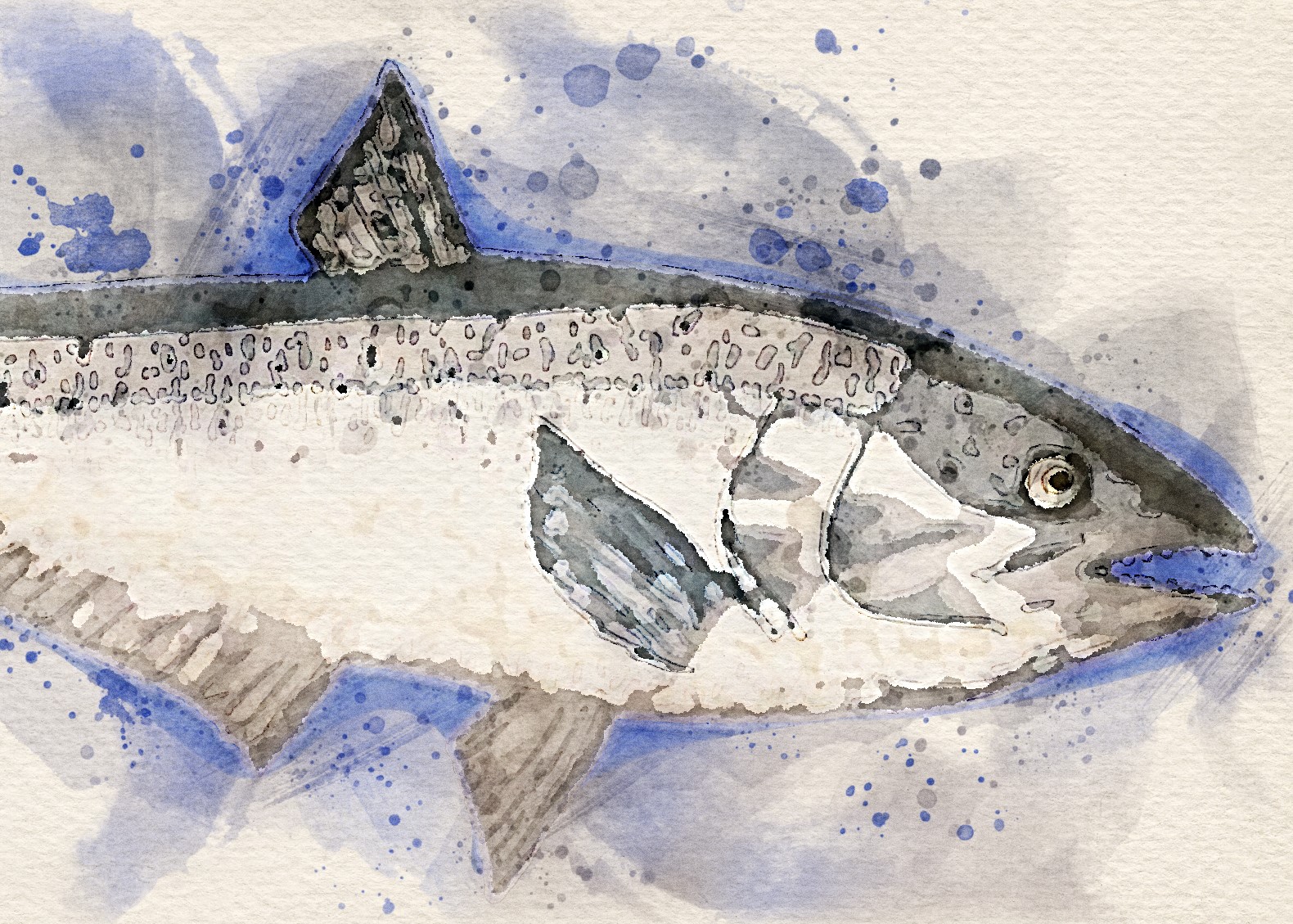 picture of salmon art
